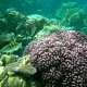 52- Le monde merveilleux du jardin de corail 